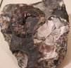 Cosco Collection Rocky Mountain Sheep Horn & Fossil Rock