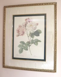 Rosa Damascus Botanical Print By Redoute In Gold Frame.