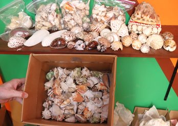 Large Collection Of Seashells In Assorted Sizes Great For Crafts & Decor