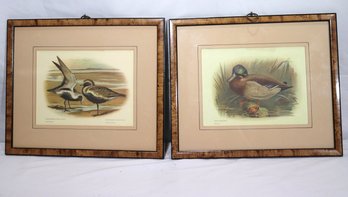 Framed Waterfowl Prints Audubon Style Including A Mallard With Grey And Golden Plovers