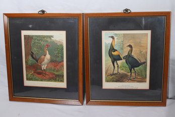 Pair Of Vintage Game Bird Prints From Cassells Poultry Book Includes Silkies And Sultan Fowls