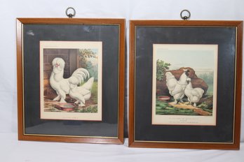 Pair Of Vintage Game Bird Prints From Cassell's Poultry Book Includes Silkies And Sultan Fowls