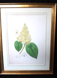 Brownlonia Elata Lithograph By William Roxburgh 2/300 By Circa Publishing 12/803 With Coa