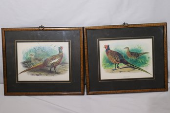 Murghab Pheasant And Pheasant Framed Prints By J Gould And E. Neale