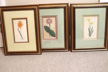 Three Vintage Framed Botanical Prints That Appear To Be Hand Colored And Have Custom Matting