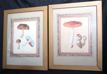 Set Of Vintage Framed Mushroom Prints In Wood Frame