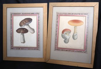 Set Of Vintage Framed Mushroom Prints