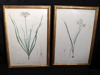 Pair Of Botanical Prints