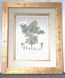 Vintage Botanical Print Of Pistachio Tree In Fruit In A Quality Gold Leaf Frame.