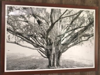 Limited Edition Framed Photograph Of Majestic Old Tree Signed Vicki & Tom 2017.