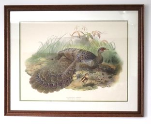 Polyplectron Germaini (Germain Peacock Pheasant) Framed Print