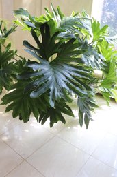 Large Natural Split Leaf Philodendron Plant In Ceramic Planter