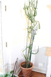 Tall Live Cactus Plant