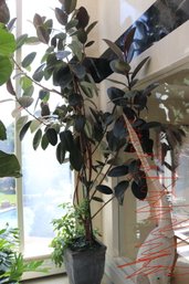 Extra Tall, Natural Rubber Tree, Plant In Ceramic Planter