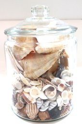 Collection Of Seashells In A Large Glass Jar, Great For Home Decor