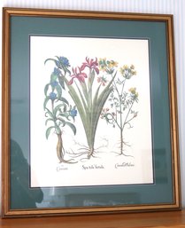 Botanical Print Spatula Fortida In A Matted Frame
