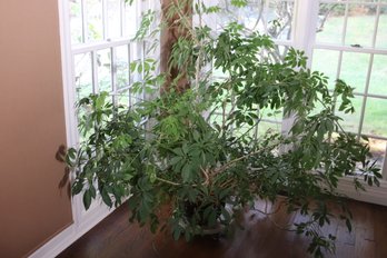 Large House Plant With Planter