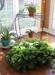 Ornate Metal Wire Plant Stand With Assorted Live Plants