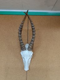 WONDERFUL REPLICA OF ANIMAL SKULL  AND HORNS FOR DISPLAY IN YOUR MAN CAVE