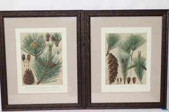 Weymouthskiefer Pinus Strobus Pair Of Botanical Fine Art Giclee Prints In Linen Matted Wood Frames By Cl