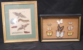 Framed Dried Butterfly Shadowbox And Antique Framed Insect Print Of A Moths Lifecycle