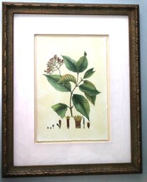 John Richard Modern Crimson IV Botanical Print In A Matted Wood Frame With Custom Finish & Crackle Finish