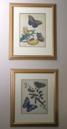 Pair Of Framed Butterfly Prints From The Zoological Society Of London In Gilt Frames