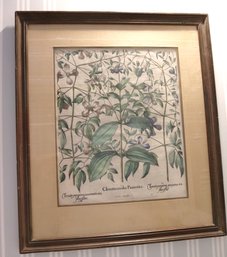 Clematis Pannonica Vintage Framed Botanical Print In A Rustic Wood Frame