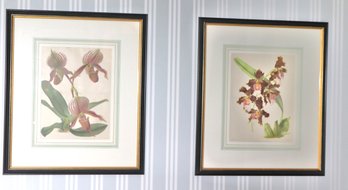 Pair Of Framed Botanicals Including Odontoglossum Harryanum- Jeanne Koch , Chronolith G. Severeyns