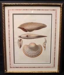 Antique Pholas Shell Engraving In Custom Mat And Gold Twist Style Frame. Possibly 18th-19th Century