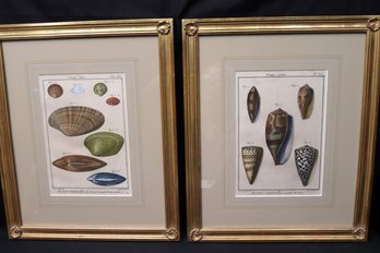 Two Antique Framed Shell Engravings In Elegant Gold Frames With Shell Designed Corners