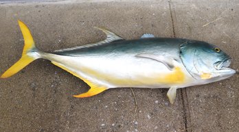 Mounted Crevalle Jack Fish In As Is Condition
