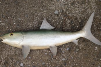 Small, Mounted Milkfish Missing Some Finish, And No Eyes