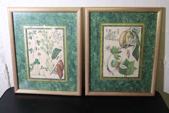 Framed London HC Hand Colored Botanical Lithography 1840s