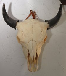 Large Vintage Authentic Southwestern Buffalo/Bison Skull With Horns 20 X 22 Inches