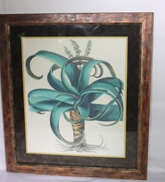 A Vintage Framed Botanical Print Of Aloe Vera