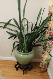 Natural Snake Planet In Olive Green Crackle Ware Ceramic Planter On Wooden Stand.