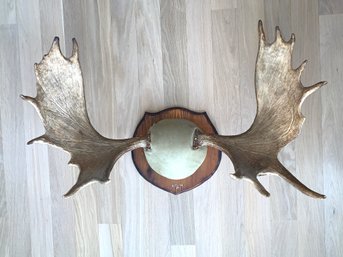 Taxidermy: Natural Moose Trophy Wall Hanging On A Wood Shield.