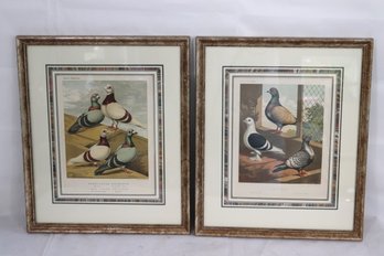 Two Antique Bird Prints Depicting Unique Pigeon Varieties.