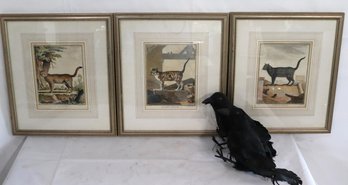 Three Original Antique Copper Engravings Of Cat Varieties From 1720 And  2 Raven  Models