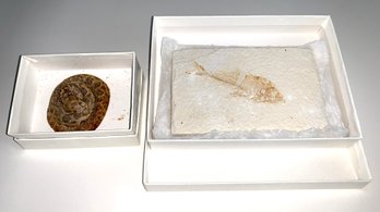 Fish Fossil In Limestone 2.5 X 4 And A Tiny Baby Rattle Snake Taxidermy.