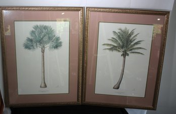 Two Framed Tropical, Botanical Prints Of A Coconut Palm And, Bismarck Palm