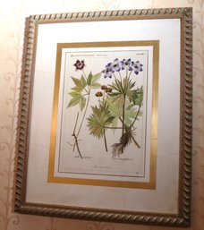 Framed Botanical Print Anemone