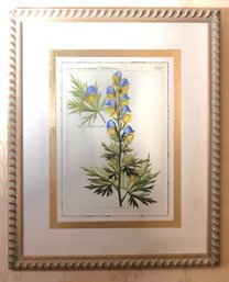 Framed Botanical Print 4702. A Acutum R