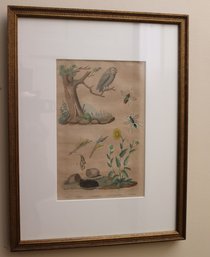 Antique Framed Hand Colored Chrysanthemum Etching - Pedretti Sc
