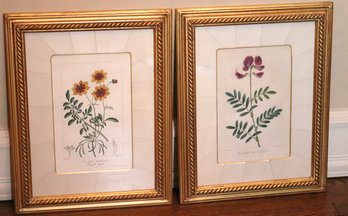 Set Of 2 Botanical Framed Prints That Measure Approximately 12 X 15 Inches