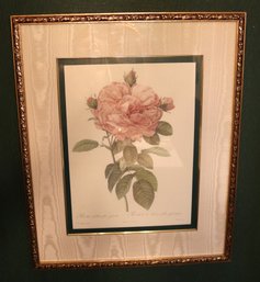 Large Redoute Pink Rosa Gallica Botanical Print In Embossed Frame