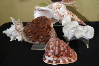 Collection Of Larger Seashells In Assorted Sizes Includes Citron Piece