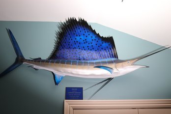 Gorgeous, Large, Blue Sailfish Caught At Islamorada Florida, Approx. 80 Inches!