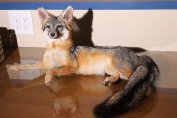 Professional Taxidermy Grey Fox 22 X 14 Including Tail.